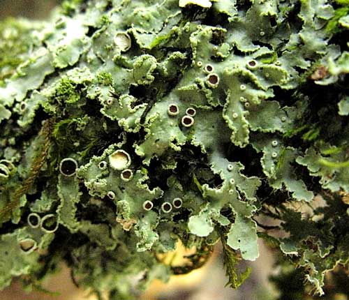 Physcia undulata